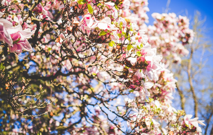 Cherry Blossoms