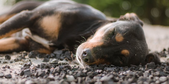 sleeping dog