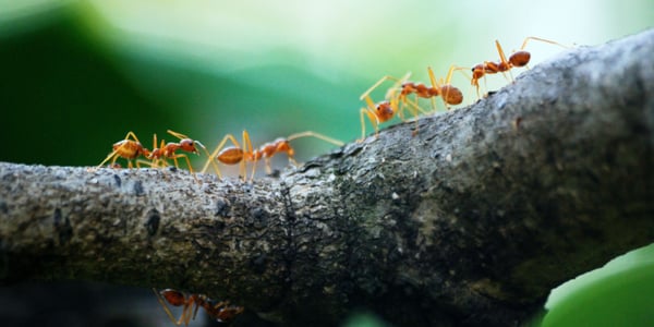 macro-photo-of-five-orange-ants-842401